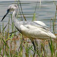 Aigrette bleue