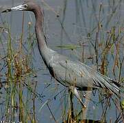 Aigrette bleue