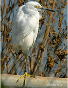 Snowy Egret