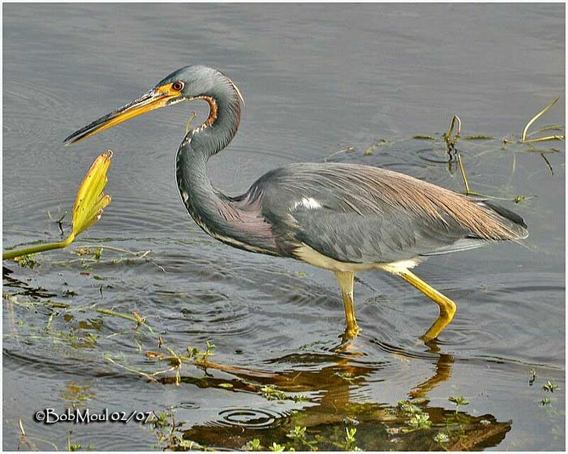 Aigrette tricoloreadulte