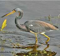 Tricolored Heron