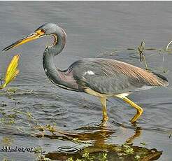 Aigrette tricolore