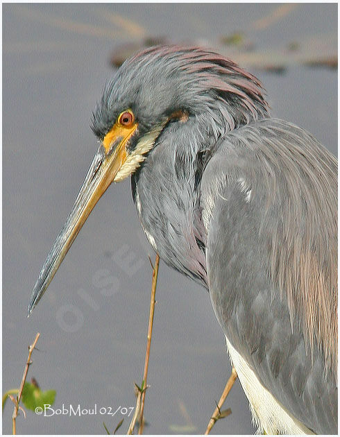 Aigrette tricoloreadulte