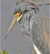 Aigrette tricolore