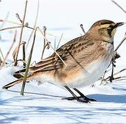 Horned Lark