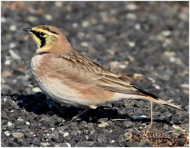 Horned Lark