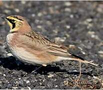 Horned Lark