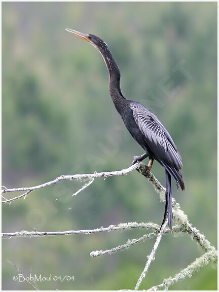 Anhinga