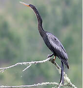 Anhinga d'Amérique