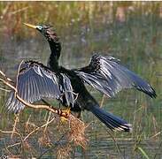 Anhinga d'Amérique