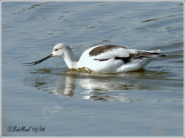 American Avocetadult post breeding