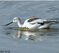 Avocette d'Amérique