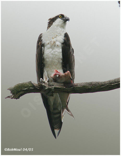 Western Osprey