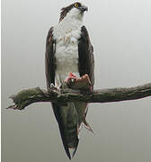 Western Osprey