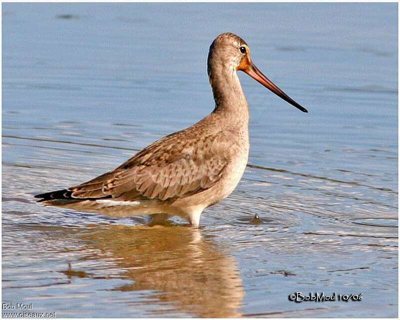 Hudsonian Godwit