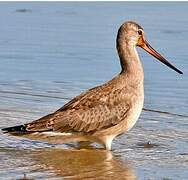 Hudsonian Godwit