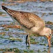 Hudsonian Godwit