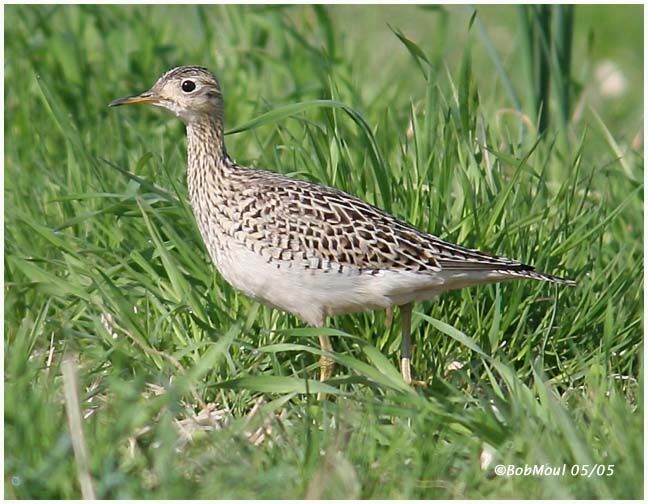 Upland Sandpiper