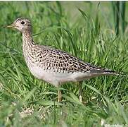 Upland Sandpiper