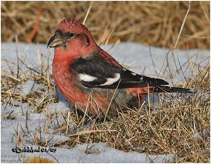 Two-barred Crossbill male adult, feeding habits, eats