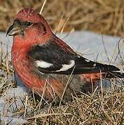 Two-barred Crossbill