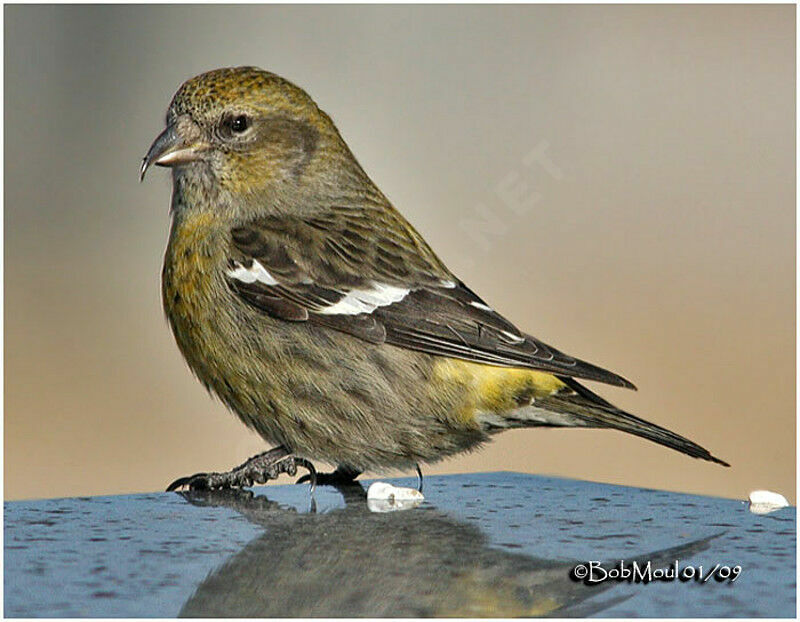 Two-barred Crossbill female adult post breeding