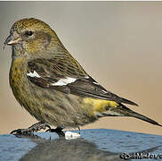 Two-barred Crossbill