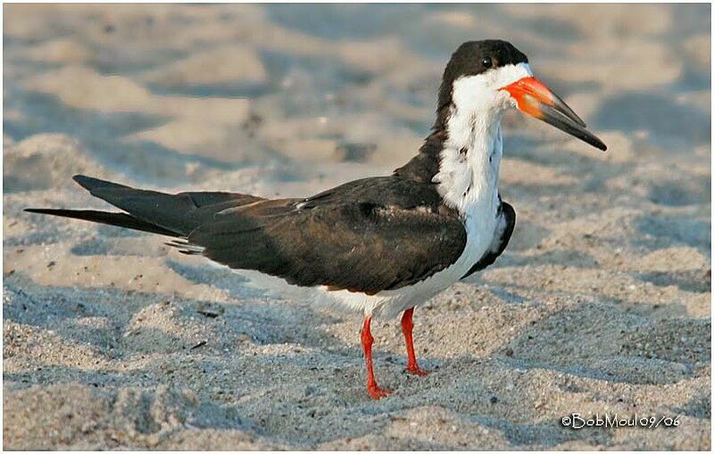 Black Skimmer male adult post breeding