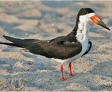 Black Skimmer