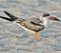 Black Skimmer