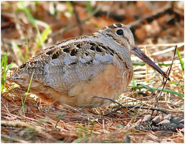 American Woodcock