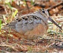 American Woodcock