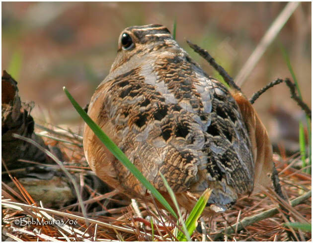 American Woodcockadult