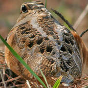 American Woodcock