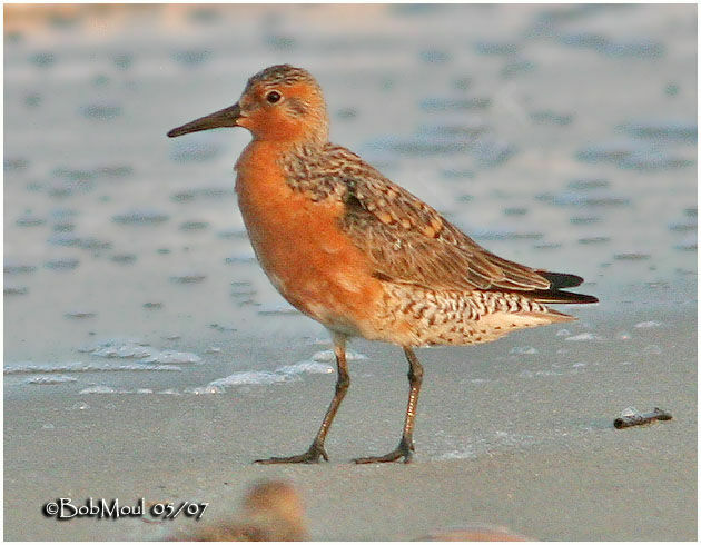 Red Knot male