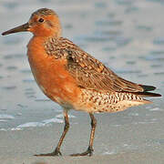 Red Knot