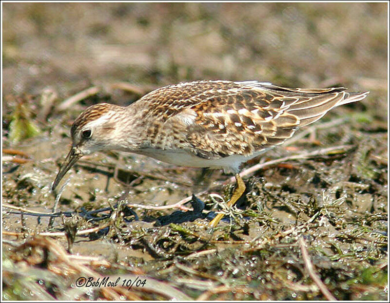 Least Sandpiper