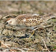 Least Sandpiper