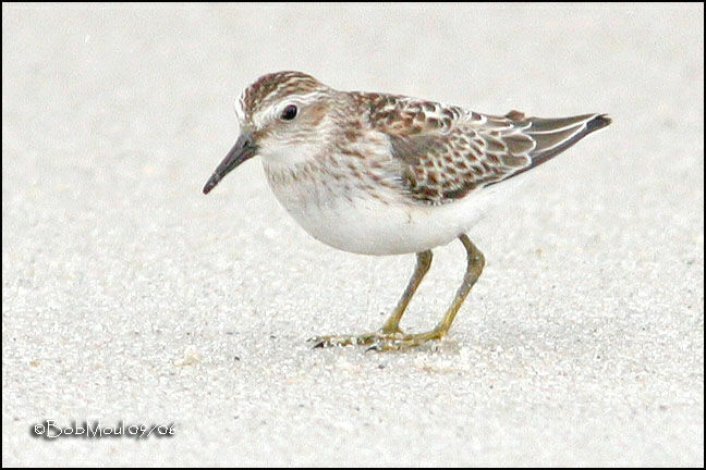 Least Sandpiper