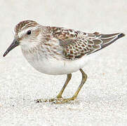 Least Sandpiper