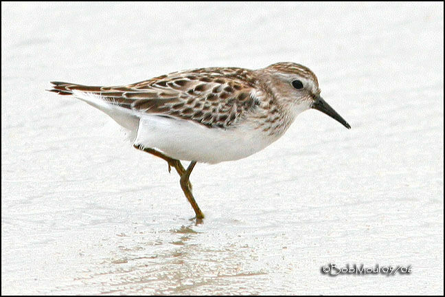 Least Sandpiper