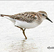 Least Sandpiper