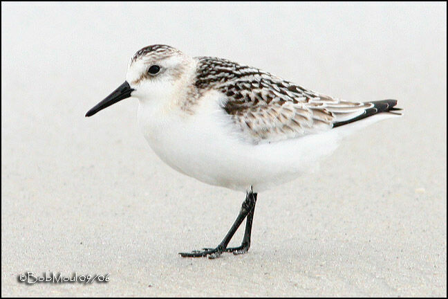 Sanderling