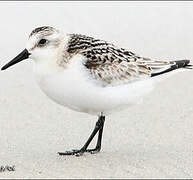 Bécasseau sanderling