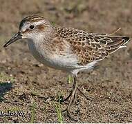 Semipalmated Sandpiper