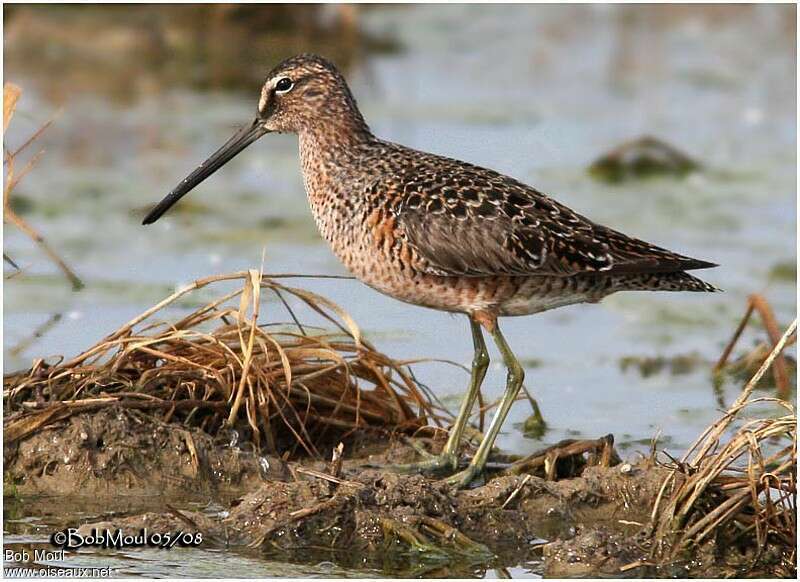 Short-billed Dowitcheradult breeding, identification