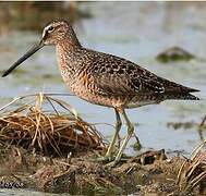 Short-billed Dowitcher