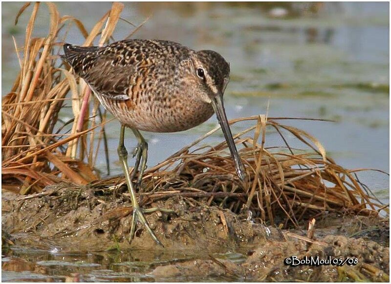 Short-billed Dowitcheradult breeding