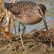 Short-billed Dowitcher