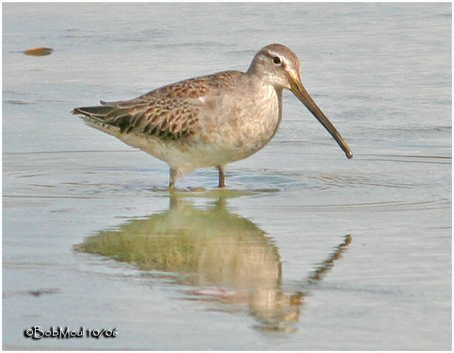 Long-billed Dowitcher